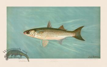 Striped Mullet